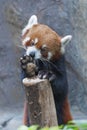 Red Panda Royalty Free Stock Photo