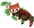 Red Panda