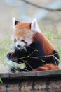 Red Panda Eating Royalty Free Stock Photo