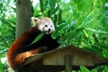 Red panda eating Royalty Free Stock Photo