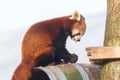 Red panda eating a apple Royalty Free Stock Photo