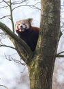 Red panda eating a apple Royalty Free Stock Photo