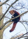 Red panda eating a apple Royalty Free Stock Photo