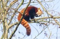 Red panda eating a apple Royalty Free Stock Photo