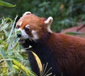 Red Panda Eating Bamboo China Royalty Free Stock Photo