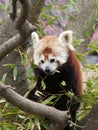 Red Panda eating Bamboo Leaf Royalty Free Stock Photo