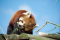Red Panda eating bamboo Royalty Free Stock Photo