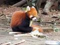 Red panda eating bamboo shoots Royalty Free Stock Photo