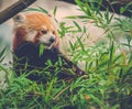 Red panda eating a bamboo tree leaves Royalty Free Stock Photo