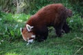 Red Panda