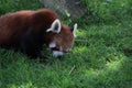 A Red Panda eating grass