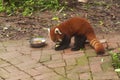 Red panda eating chengdu china Royalty Free Stock Photo