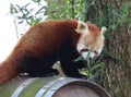 Red panda eating Royalty Free Stock Photo