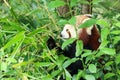 A red panda eating leaves on a tree Royalty Free Stock Photo