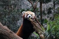 Red Panda eating a slice of apple Royalty Free Stock Photo