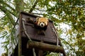 Red Panda emerging from his house Royalty Free Stock Photo