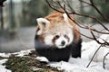 Red panda is and endangered mammal animal from South China and East Himalayas Royalty Free Stock Photo