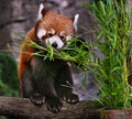 Red panda is enjoying his favorite food, bamboo Royalty Free Stock Photo