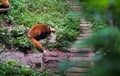 Red panda feeding outdoors in Chengdu city in China Royalty Free Stock Photo