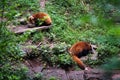 Red panda feeding outdoors in Chengdu city in China Royalty Free Stock Photo