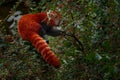 Red panda feeding tree fruit in Nepal. Panda lying on the tree with green leaves. Ailurus fulgens, red panda, detail face portrait Royalty Free Stock Photo