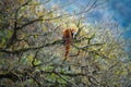 A red panda female in her natural habitat Royalty Free Stock Photo