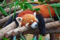 Red panda (firefox) Royalty Free Stock Photo