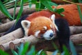 Red panda (firefox) Royalty Free Stock Photo