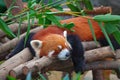Red panda (firefox) Royalty Free Stock Photo