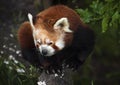 The Red Panda, Firefox Royalty Free Stock Photo