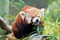 Red Panda, Firefox or Lesser Panda taxonomic name: Ailurus fulgens, `shining cat`