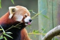 Red Panda, Firefox or Lesser Panda taxonomic name: Ailurus fulgens, `shining cat`