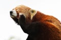 Red Panda, Firefox or Lesser Panda taxonomic name: Ailurus fulgens, `shining cat`