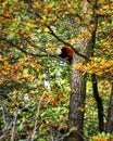 Red Panda, Firefox or Lesser Panda & x28;Ailurus fulgens& x29; resting in a tree Royalty Free Stock Photo