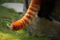 Red panda fluffy tail