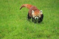 Red panda in grass