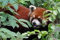 Red panda with green leaves Royalty Free Stock Photo