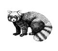 Red panda hand drawn image. Sketch style picture. Made with ink liner. Cute black and white animal.