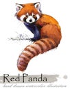 Red Panda Hand Drawn Watercolor Illustration