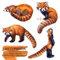 Red Panda hand drawn watercolor illustration