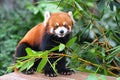 Red panda Royalty Free Stock Photo