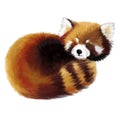 Red Panda illustration