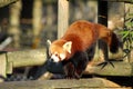 Red Panda