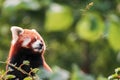 The red panda is larger than a domestic cat with a bear-like body
