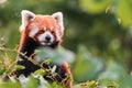 The red panda is larger than a domestic cat