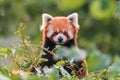 The red panda is larger than a domestic cat