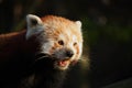 Red panda in last light Royalty Free Stock Photo