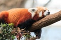 Red Panda Lazing