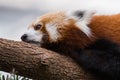 Red panda