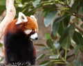 Red panda in leafy tree